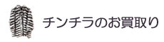 チンチラのお買取り